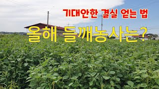 들깨잘키우는법 | 엔피오농장 들깨밭현황