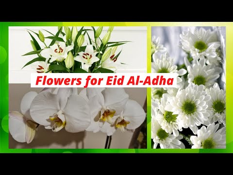 #8 Shorts - Urmi's UK Lifestyle - Flowers For Eid Al-Adha (Orchids, Lilies & Daisies) For my House -