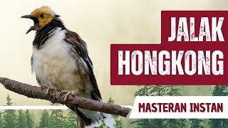 Download lagu Masteran Jalak Hongkong Gacor Full Isian mp3