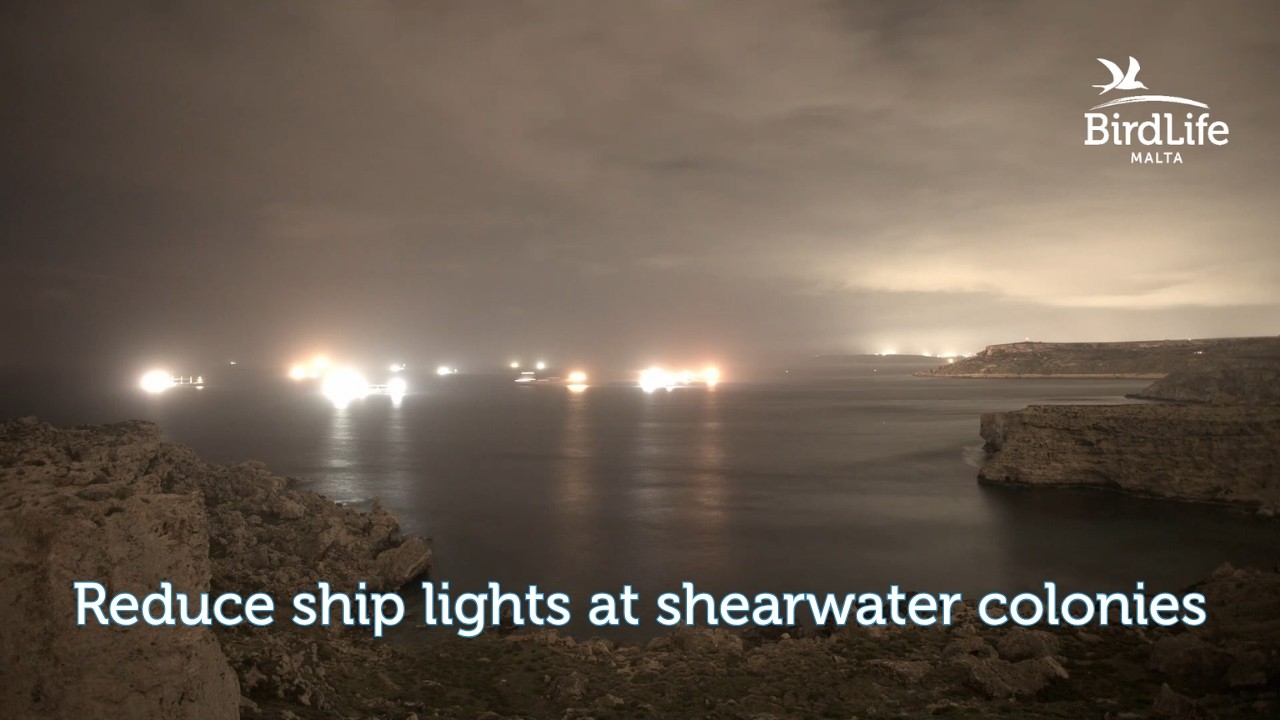 Reduce ship lights at shearwater colonies