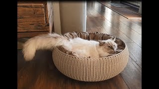 Fluffy Ragdoll Cat Is Having The Zoomies   (Timo the Ragdoll Cat)