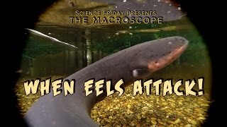 When Eels Attack!