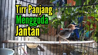 Download lagu PRENJAK BETINA ( Masteran Prenjak Betina Ngetir Panjang Istimewa Suara Jernih Menggoda Jantan). mp3 Download lagu PRENJAK BETINA ( Masteran Prenjak Betina Ngetir Panjang Istimewa Suara Jernih Menggoda Jantan). mp3