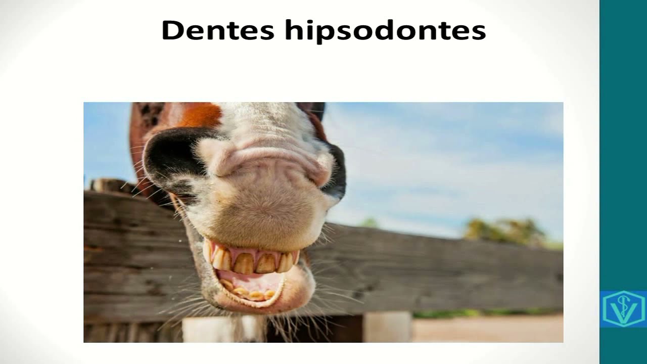 Fisiologia do sistema digestivo dos equídeos