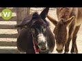 Smart Donkeys Formerly An Indispensable Working Animal Animal Documentary In HD