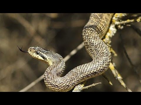 BALAURUL DOBROGEAN - cel mai mare sarpe din Romania