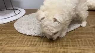 ハーフ犬の動画01