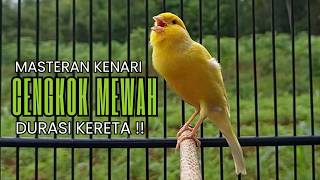 Download lagu Pancingan Kenari Gacor Ngerol EMOSI DURASI Panjang AMPUH Atasi Kenari Macet Langsung Bunyi & Gacor!! mp3 Download lagu Pancingan Kenari Gacor Ngerol EMOSI DURASI Panjang AMPUH Atasi Kenari Macet Langsung Bunyi & Gacor!! mp3