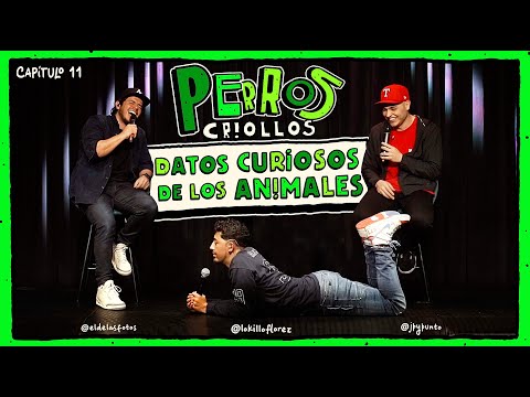 PERROS CRIOLLOS - DATOS CURIOSOS DE LOS ANIMALES, CAP. 11