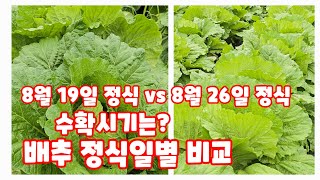 배추 정식일별 생육상태 비교 가을배추 김장배추 괴산절임배추 (배추재배방법)