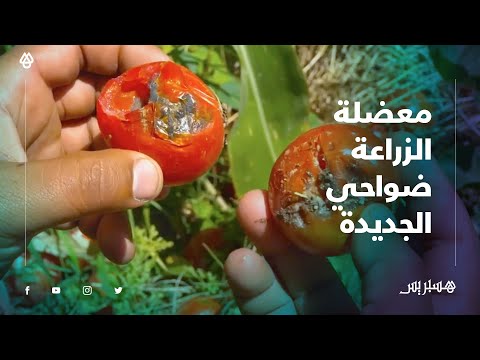 الزراعة تواجه سيطرة الوسطاء وسيادة المضاربات ضواحي الجديدة