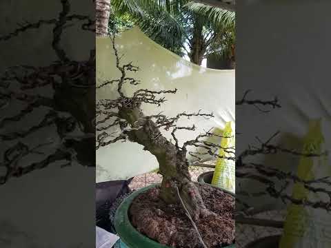 mai xù nu giao lưu ae. 0939964697