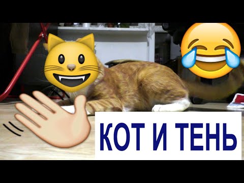 Смешной кот Кот Бой с тенью, Cat - Shadow Boxing Польский кот
