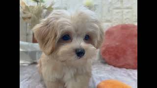 ハーフ犬の動画01