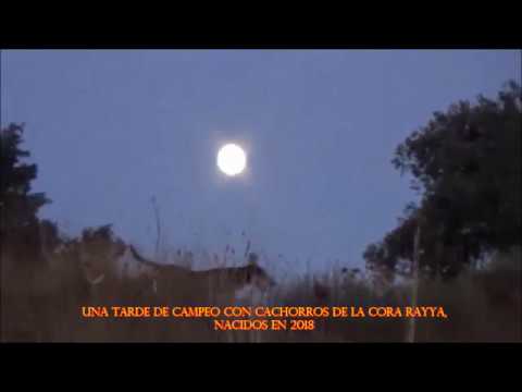 Cachorros P.O.E. De la Cora Rayya 23 septiembre de 2018