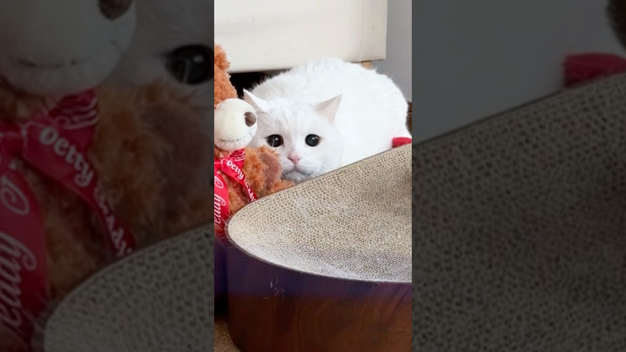 がんばってdo your best #ホロライブ #बिल्ली  #cat  #猫のいる生活 #kucing #قطة #고양이 #猫