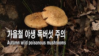 가을철 야생 독버섯 주의 [Autumn wild poisonous mushrooms]