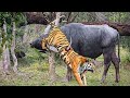 Horrible...Tiger Died Unjustly When Confronting Indian Sharp-Horned Buffalo. Tiger vs Gaurs.