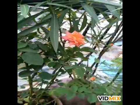 Flower overview and tips to get bloom on adenium plant