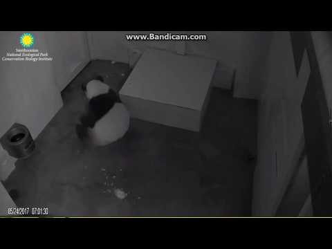 2017.05.24 #MEI IN ESTRUS# PAPA DOING 'MORNING PRAY'