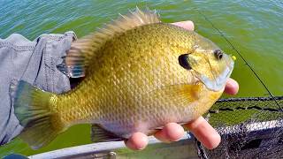 Fishing for BIG Fall Bluegill and Crappie! - Surprise GIANT FISH!