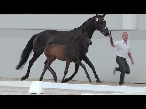 Oldenburger Hengstfohlen vom Rubin Royal