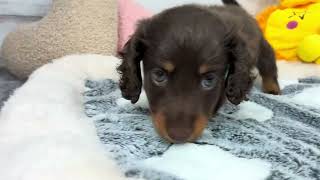 ミニチュアダックスの動画01