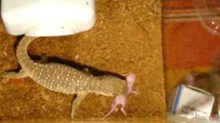savannah monitor feeding