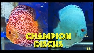 Best Discus in world?