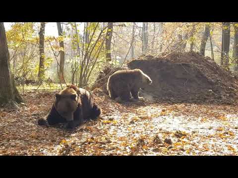 Rescued Animals | Timka and Alisa