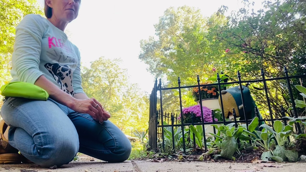 Teaching sit and down with hand signals to deaf Border Collie Puppy