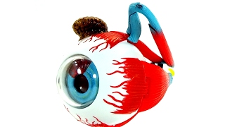 ¿COMO ES EN 3D UN OJO POR DENTRO Y POR FUERA?│ VIDEOS EDUCATIVOS