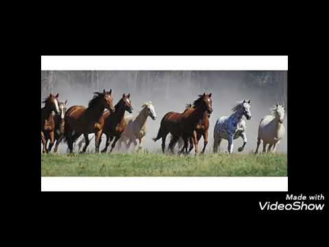 Nos Varzedos Da Fronteira:Os Serranos