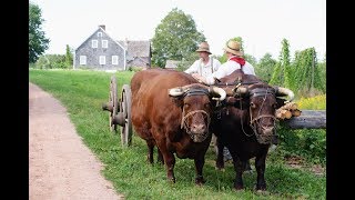 The Accidental Farmer