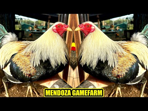 Grey Yellow Leg Hatch Kelso | MENDOZA GAMEFARM