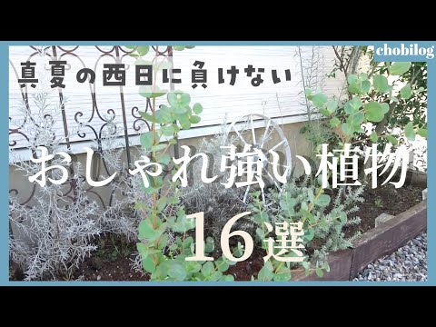 これらの 12 種類の風に強い植物は、風の強い庭で育てるのに最適です  庭園