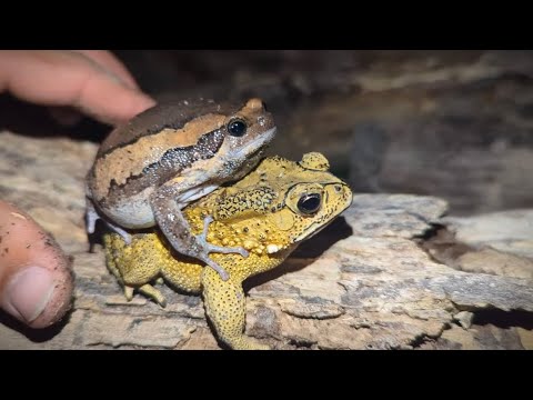 Attraper une grenouille crapaud, c'est marrant ! Haha ! Une grosse grenouille taureau et une peti...