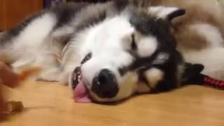 Will the Husky taste the food