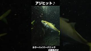 ワームより サビキに反応 秋のアジ #捕食シーン #釣り #水中カメラ