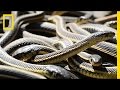 If You're Scared of Snakes, Don't Watch This ...