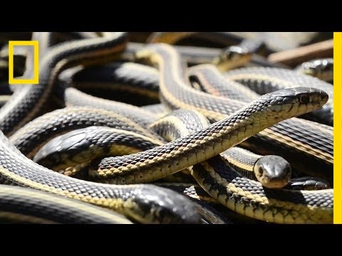 The Snake Samba In Canada