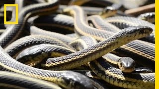 narcisse snake dens in manitoba canada Video