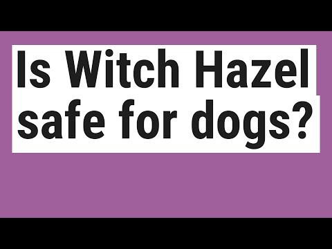 YouTube video about: Does witch hazel kill fleas on dogs?