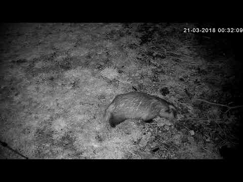 Badger grunty growly grumble sounds