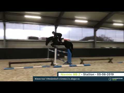 Nixvinio MB Z - Young Showjumpers Online Auction - Paardenveilingonline.com