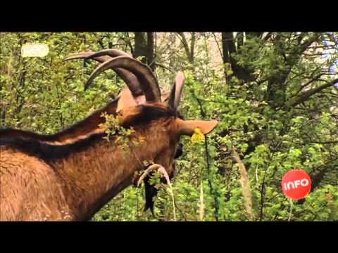 Ecopaturage : les vaches s'attaquent aux terrils