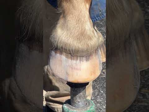Hoof Prep: Tips and Tricks