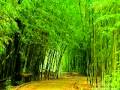 Bamboo forest.wmv