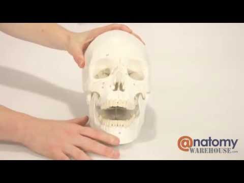 Axis Scientific 3-Part Life-Size Numbered Human Skull