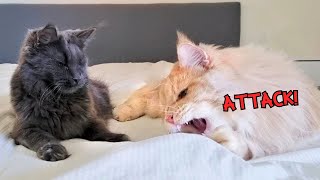 NEVER Move In Your Sleep With a Maine Coon Nearby!